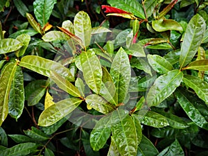 Excoecaria cochinchinensis Lour.Â Leavesâ€‹ plantâ€‹ gardenâ€‹ decorationâ€‹